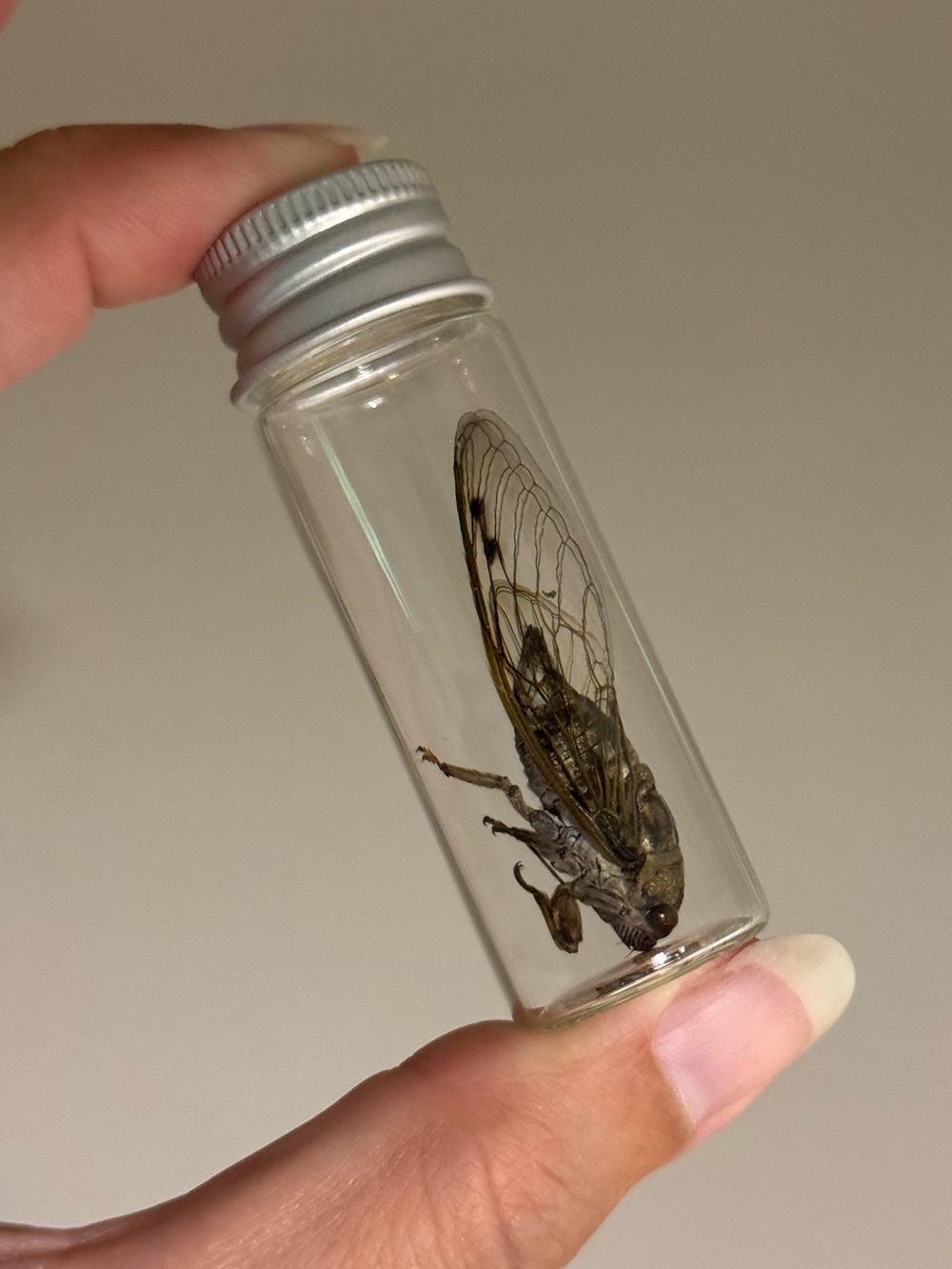 Oddities and Curiosities - Preserved cicada in jar
